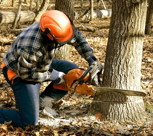 Tree Removal in Waverly, VA